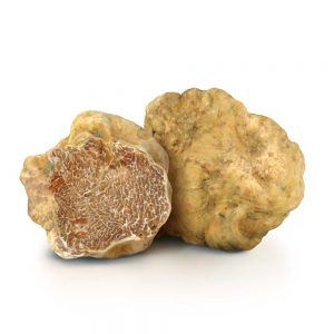 tartufo-bianco-italiano-fresco-online-fortunati