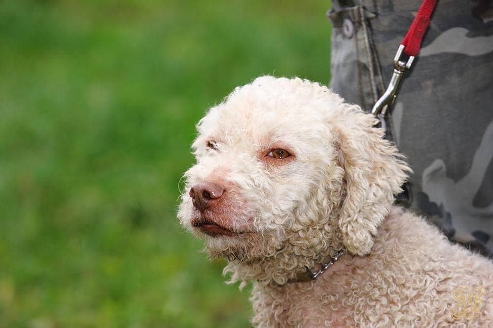 cercare tartufi con cane