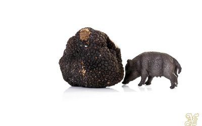 Come Cercare i Tartufi: una Guida per Principianti
