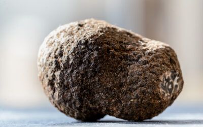 Il Tartufo di Norcia: la Miniguida per conoscerlo