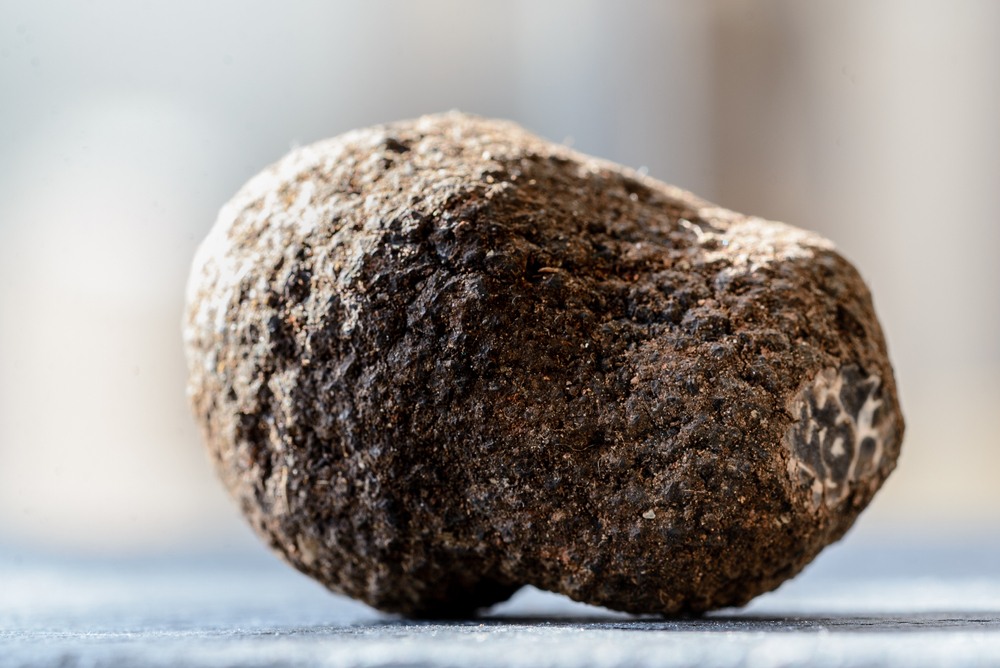 Il Tartufo di Norcia: la Miniguida per conoscerlo