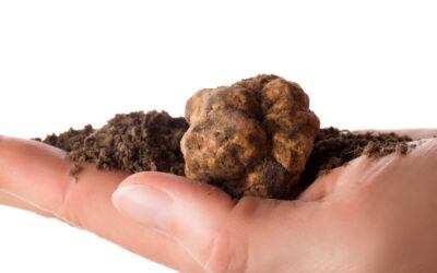 Come pulire il tartufo? I trucchi per non sbagliare