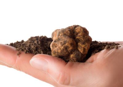 come pulire il tartufo