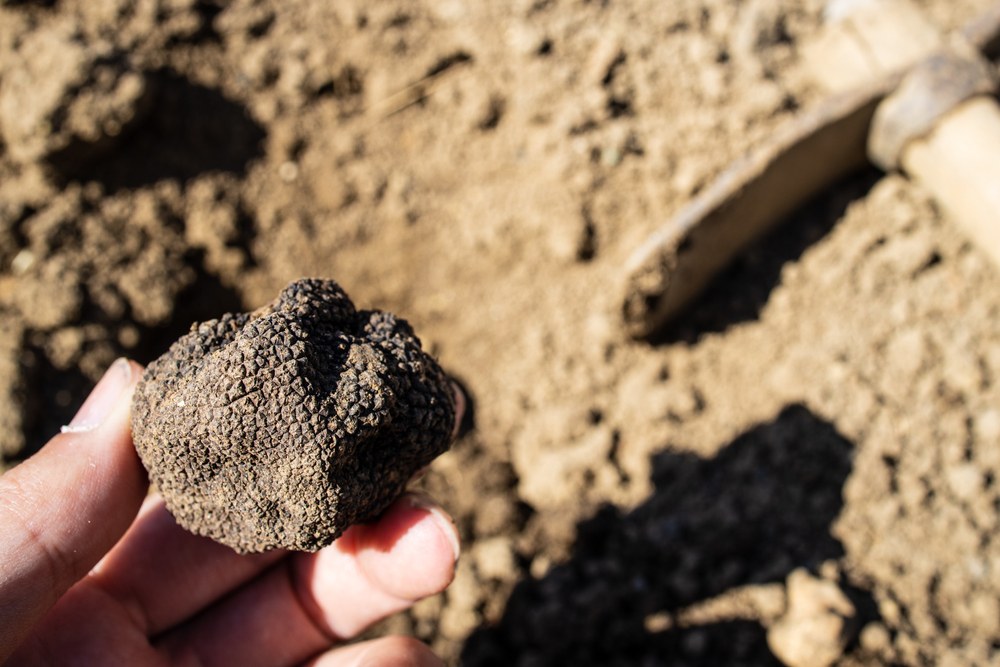 come pulire il tartufo consigli
