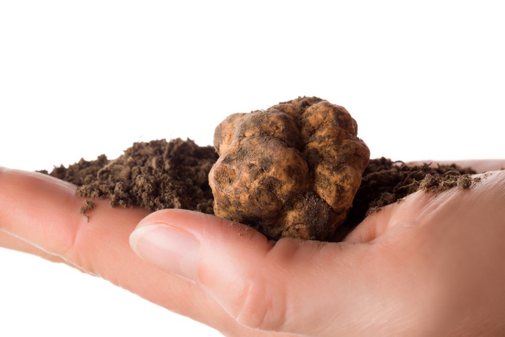 Come pulire il tartufo? I trucchi per non sbagliare