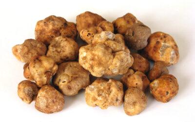 Bianchetto: un tartufo tutto da scoprire!