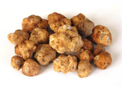 tartufo bianchetto