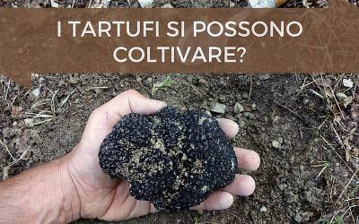 Coltivare tartufi: si può?