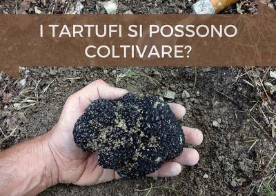 Coltivare tartufi
