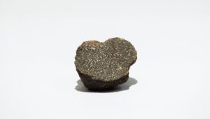 Tartufo fungo o tubero caratteristiche