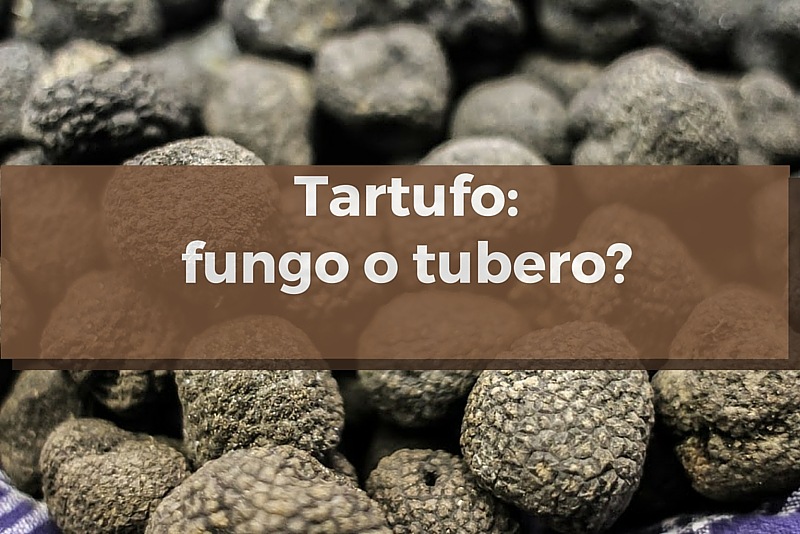 Tartufo: fungo o tubero? Ecco la risposta!