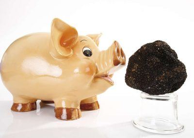 Maiali da tartufo