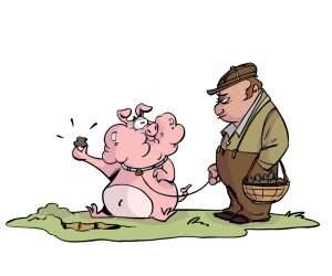 Maiali da tartufo caratteristiche