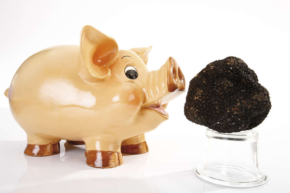Maiale da tartufo: esiste davvero?