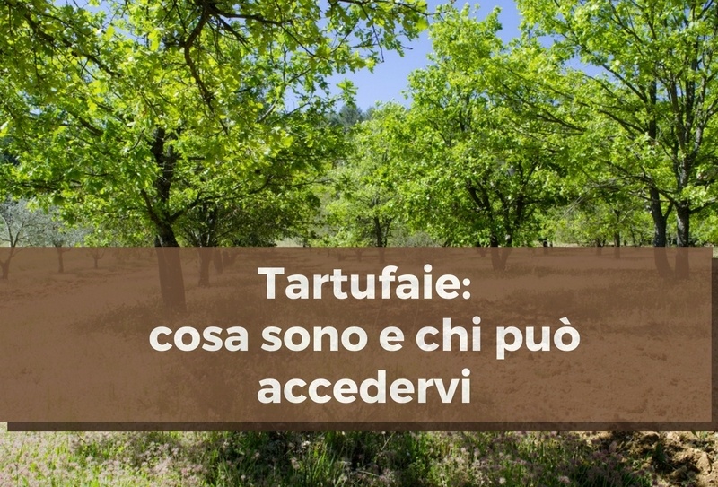 Tartufaie: che cosa sono?