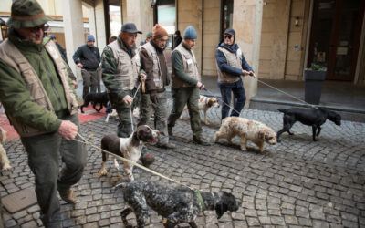 Cani da tartufo: caratteristiche, razze e prezzi