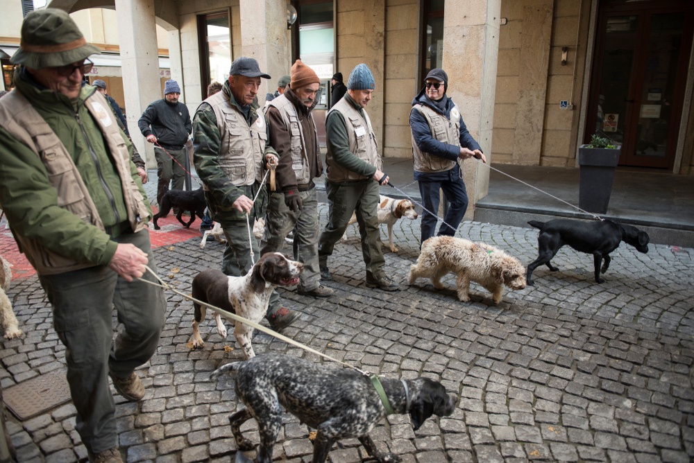 Cani da tartufo: caratteristiche, razze e prezzi