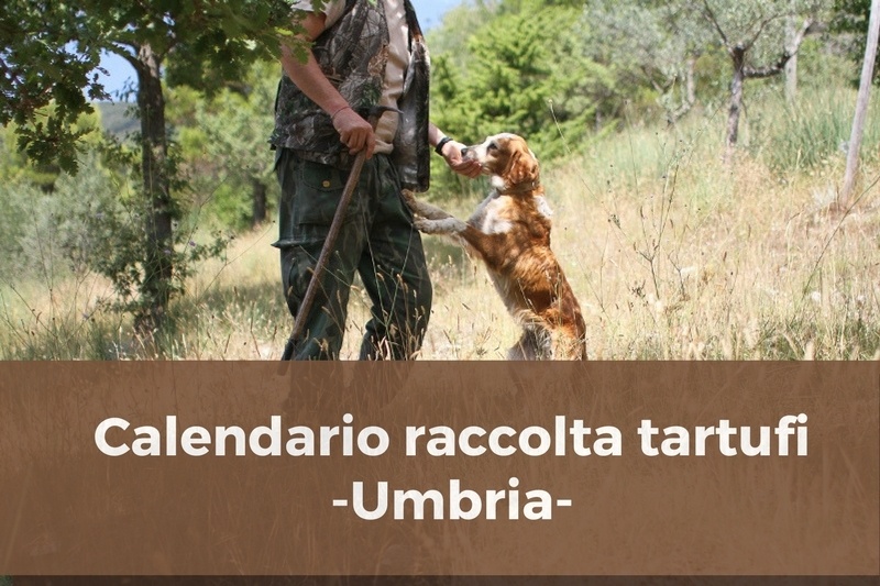 Calendario raccolta tartufi in Umbria: regole e divieti.