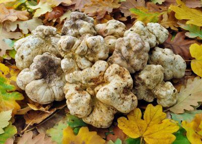 coltivazione tartufo bianco