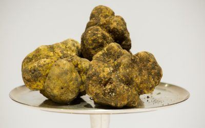 Tartufo Bianco d’Alba: caratteristiche, stagionalità e prezzi!