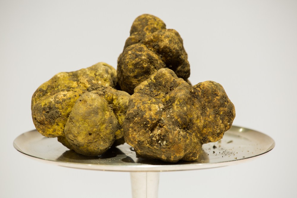 Tartufo Bianco d’Alba: caratteristiche, stagionalità e prezzi!