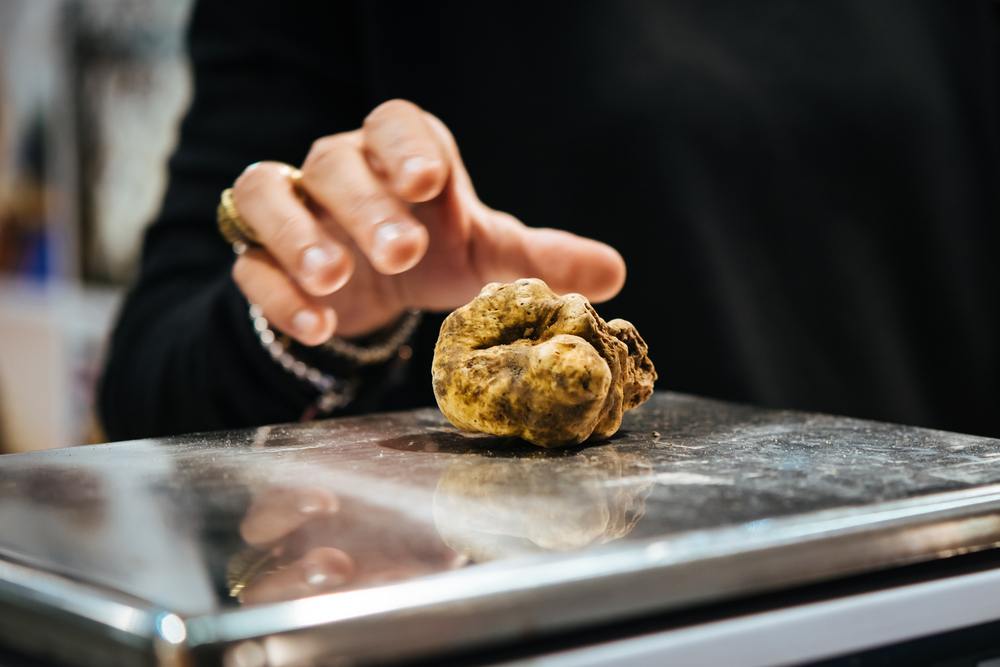 tartufo bianco d alba prezzi