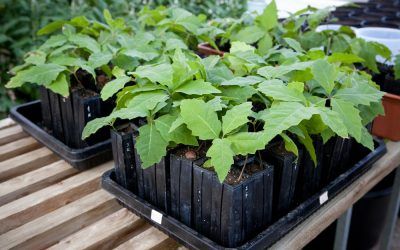 Piante micorizzate per Tartufo Bianco: l’elenco completo!