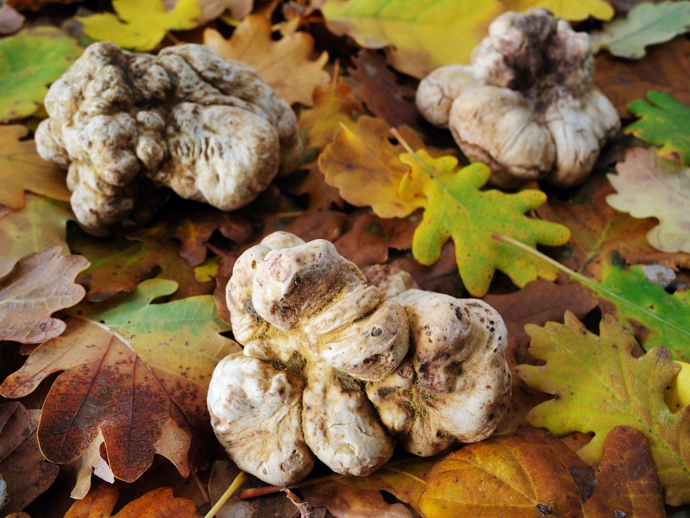 piante micorizzate tartufo bianco caratteristiche