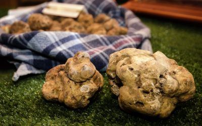 Tartufo Bianco di Acqualagna: tutto quello che c’è da sapere!