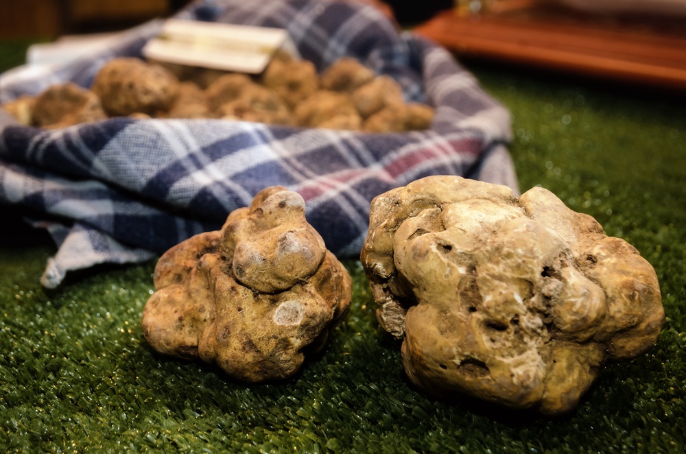Tartufo Bianco di Acqualagna: tutto quello che c’è da sapere!