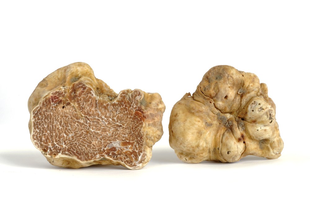 tartufo bianco caratteristiche