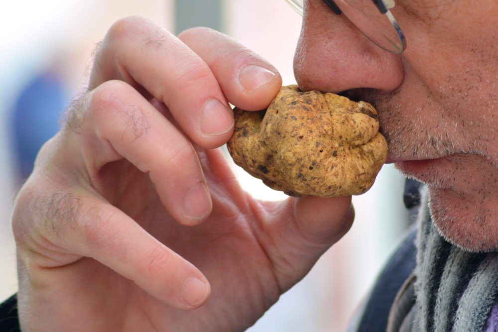 tartufo bianco come sceglierlo