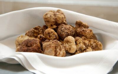 Tartufo Bianco: la mini guida per conoscerlo.