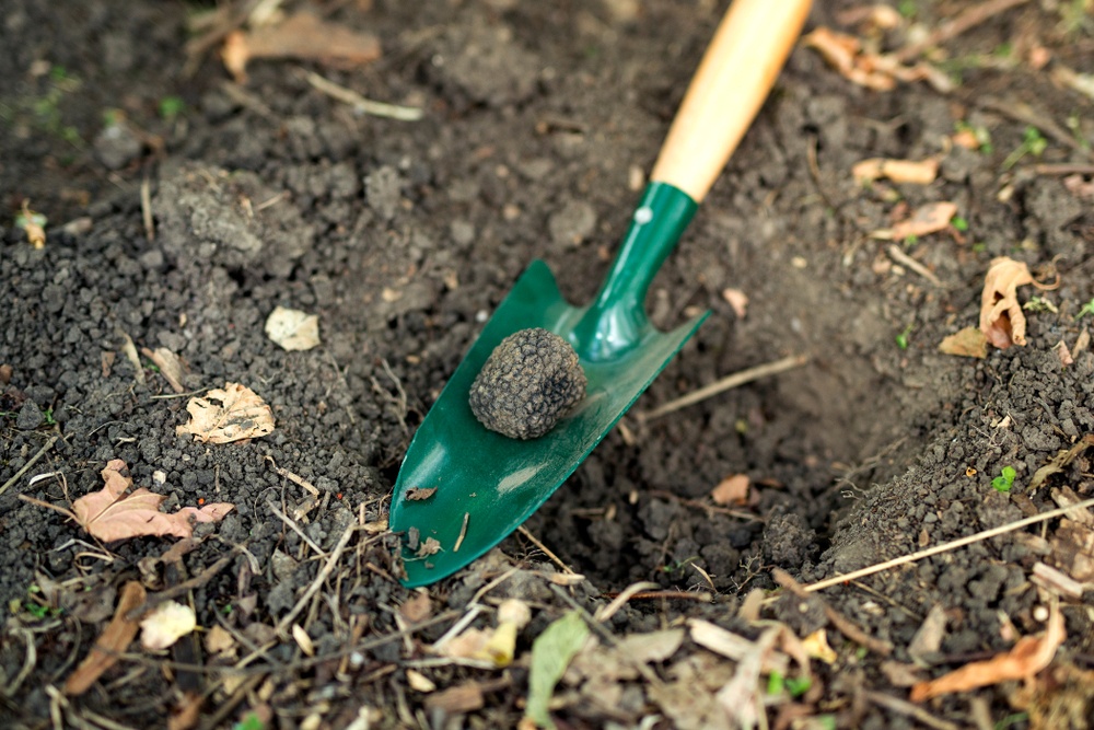 tartufo nero uncinato pulizia