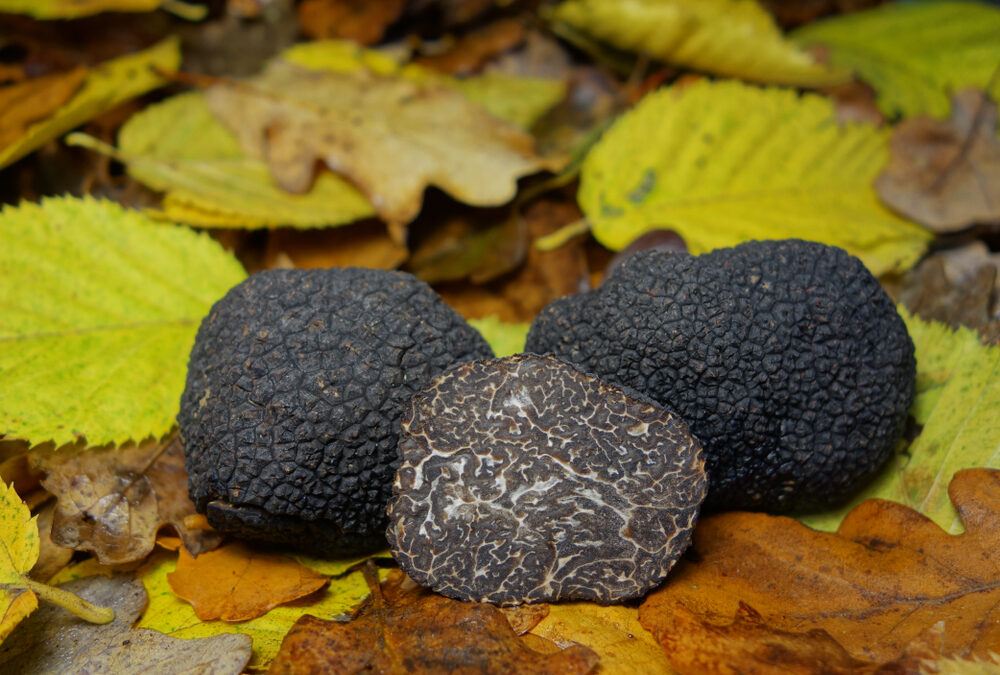 Tartufo Nero Pregiato: tutto quello che c’è da sapere!