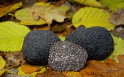 Tartufo Nero Pregiato: tutto quello che c’è da sapere!