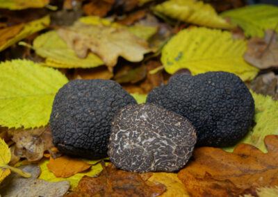tartufo nero pregiato