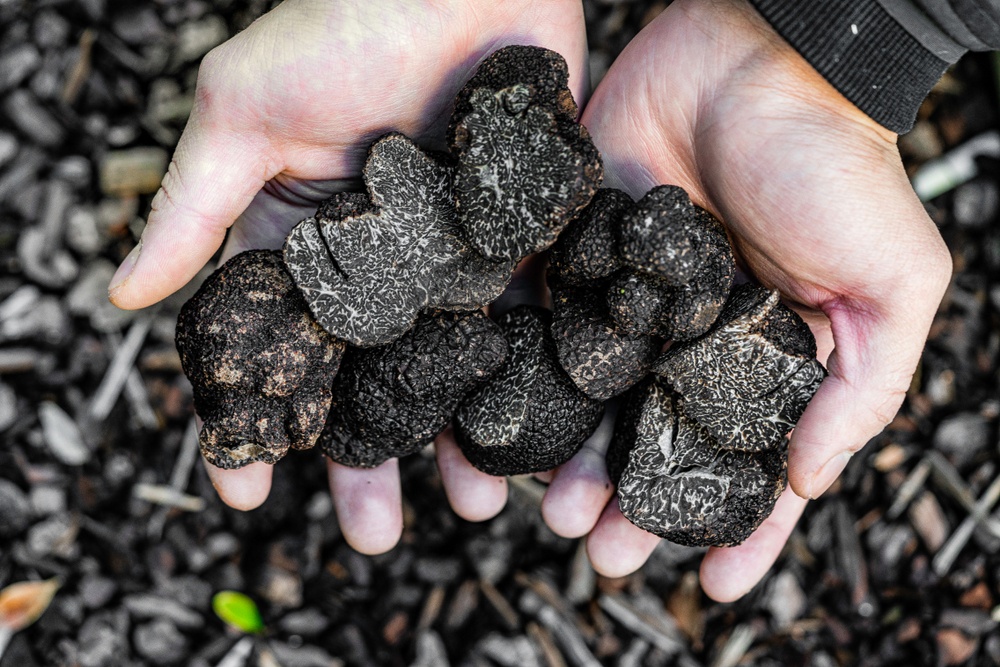 tartufo nero pregiato raccolta
