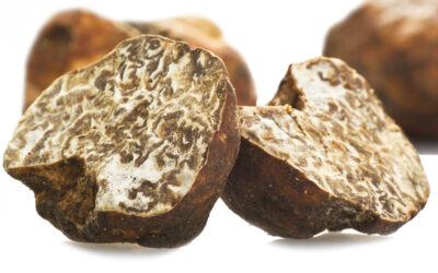 Tartufo Marzuolo o Bianchetto: la miniguida per conoscerlo.