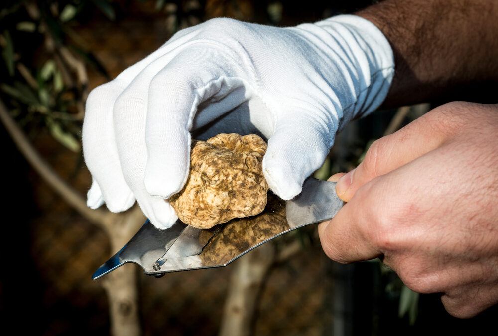 Prezzo tartufo bianco 2021: cosa dobbiamo aspettarci?