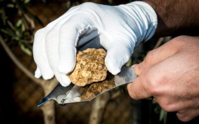 Prezzo tartufo bianco 2021: cosa dobbiamo aspettarci?
