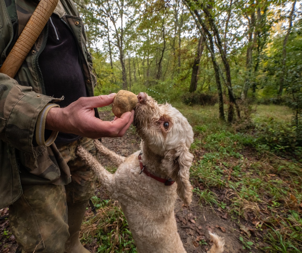 prezzo tartufo bianco 2021 da cosa dipende
