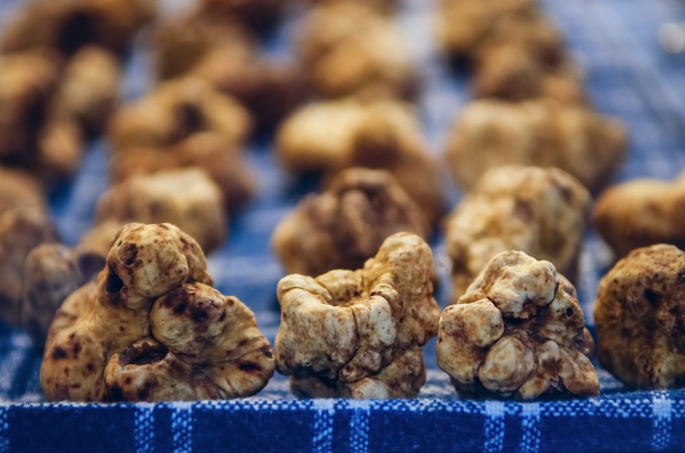 prezzo tartufo bianco 2021 quotazioni