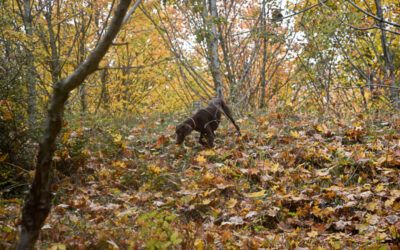 Piante da tartufo: quali sono, come sceglierle e quanto costano