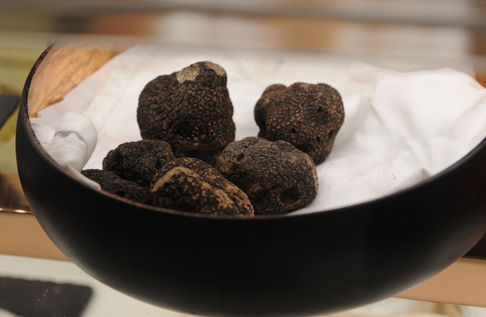 Prezzo Tartufo Nero 2022: tutto quello che c’è da sapere!