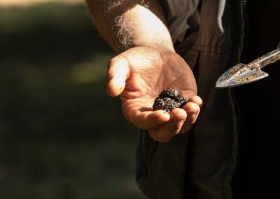 tartufo estivo