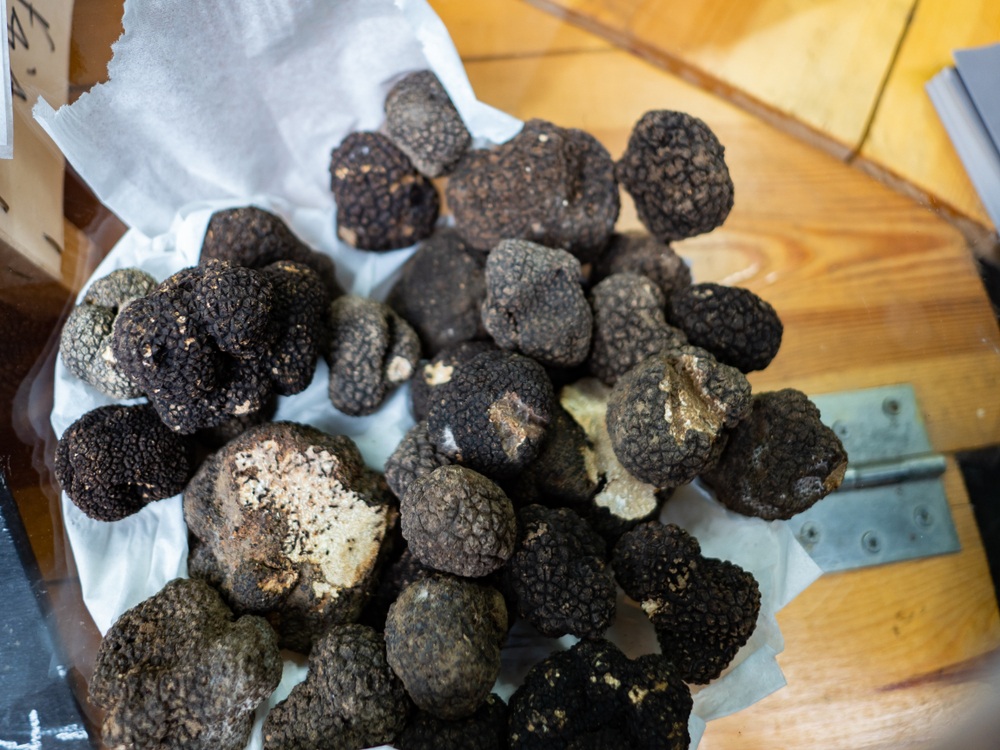 tartufo scorzone prezzo 2022 da cosa dipende