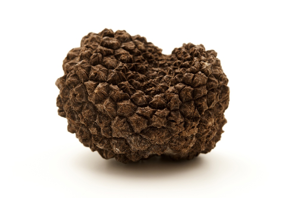tartufo-scorzone-prezzo-2022-quanto-costa